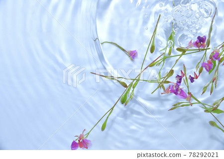 漂浮在水面上的月見草 漂浮在水面上的月見草 78292021