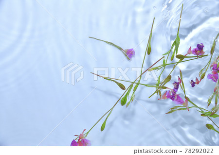 漂浮在水面上的月見草 78292022
