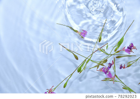 Evening primrose floating on the surface of the water Evening primrose floating on the surface of the water 78292023