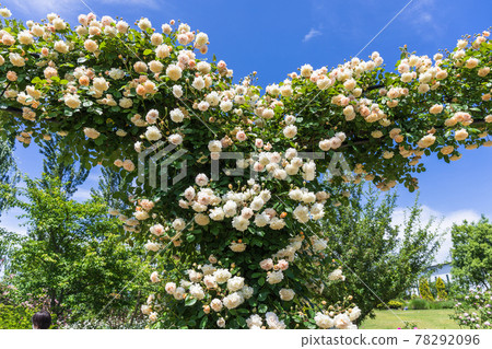 White rose arch White rose arch 78292096