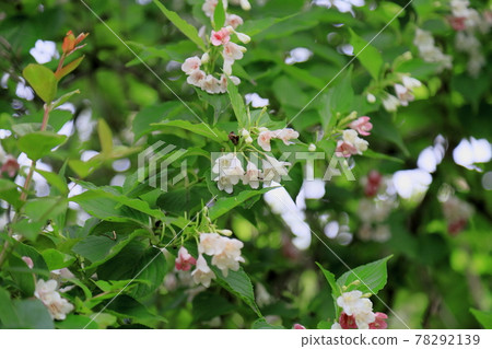 hakonnettsugi花 78292139