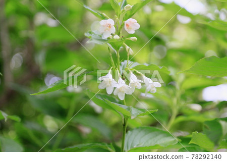 hakonnettsugi花 hakonnettsugi花 78292140