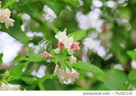 hakonnettsugi花 hakonnettsugi花 78292141