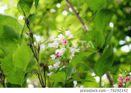 hakonnettsugi花 hakonnettsugi花 78292142