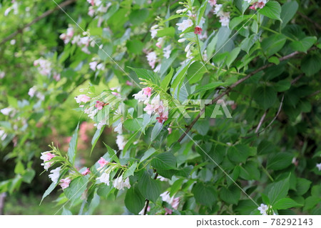 hakonnettsugi花 hakonnettsugi花 78292143