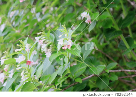 hakonnettsugi花 hakonnettsugi花 78292144
