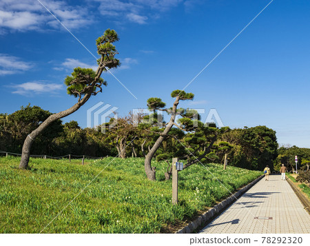 Winter scenery of Jogashima, Miura City, Kanagawa Prefecture, at the tip of the Shonan Miura Peninsula 78292320