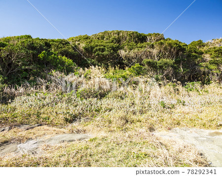 Winter scenery of Jogashima, Miura City, Kanagawa Prefecture, at the tip of the Shonan Miura Peninsula 78292341
