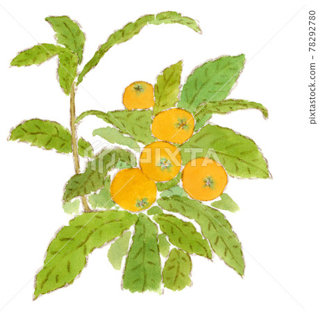 Early summer fruit: watercolor illustration of loquat growing on a branch Early summer fruit: watercolor illustration of loquat growing on a branch 78292780