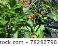 Eggplant in the vegetable garden, summer vegetables 78292796