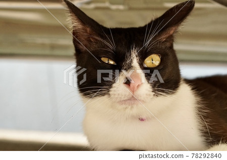 Yakuza cat Yakuza cat 78292840