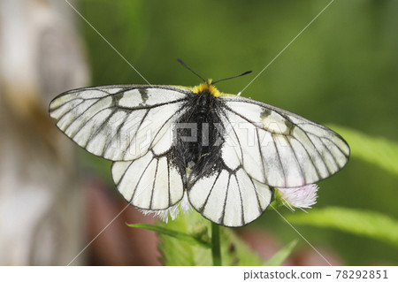 烏蘇巴族 烏蘇巴族 78292851