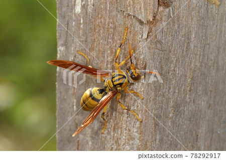 Creatures Insects Polistes rothney, April. Collect nest materials? The surface of the wood is hangnail 78292917