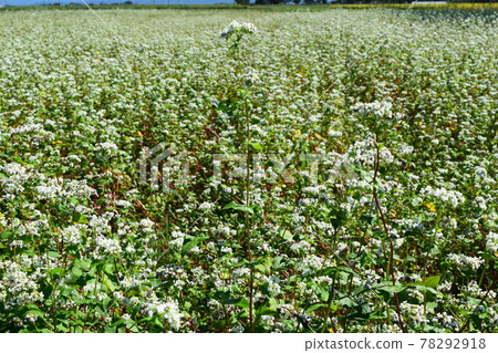 White flower buckwheat field 78292918