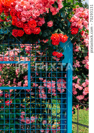 Rose garden at Ilsan Lake Park in Goyang, Korea 78293131