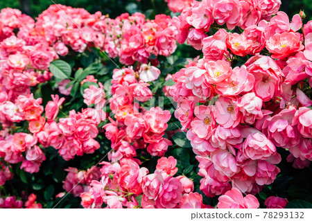Pink rose wall at Ilsan Lake Park in Goyang, Korea 78293132