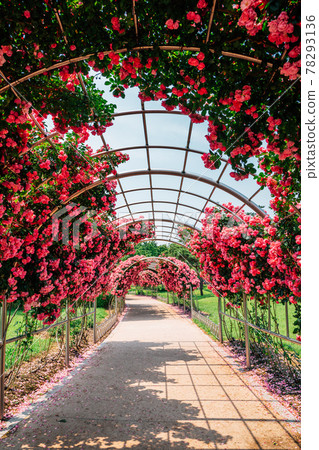 Pink rose tunnel at Ilsan Lake Park in Goyang, Korea 78293136