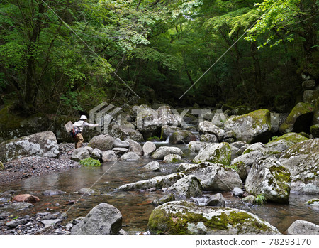 日本山溪垂釣、在熊本縣阿蘇山流經菊池川源頭的山溪垂釣、 78293170