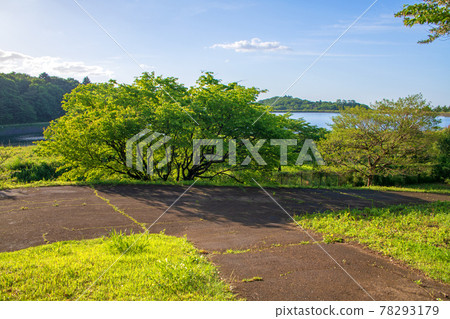 Spring scenery Nasunogahara Park towards the regulating pond 78293179