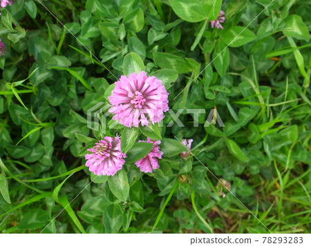 Red clover 78293283