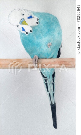 Budgerigar with a small neck standing on one leg Budgerigar with a small neck standing on one leg 78293642