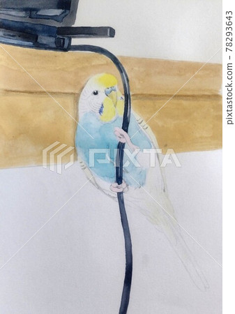 Rock climbing budgerigar Rock climbing budgerigar 78293643