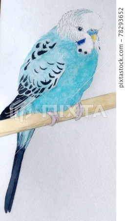 Perch and budgerigar 78293652