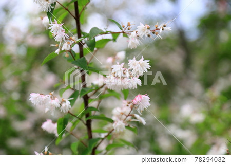Sarasa woogie花 Sarasa woogie花 78294082