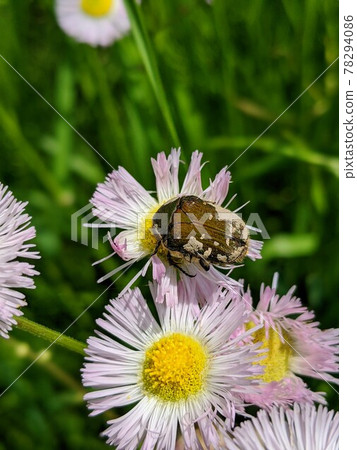 Cetoniinae 從 Halzion 吃花粉 Cetoniinae 從 Halzion 吃花粉 78294086