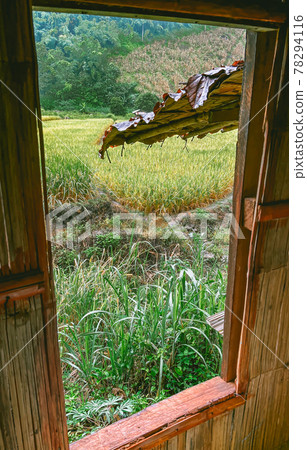 Rice Terraces in Doi inthanon national park in chiang Mai province, Thailand 78294116