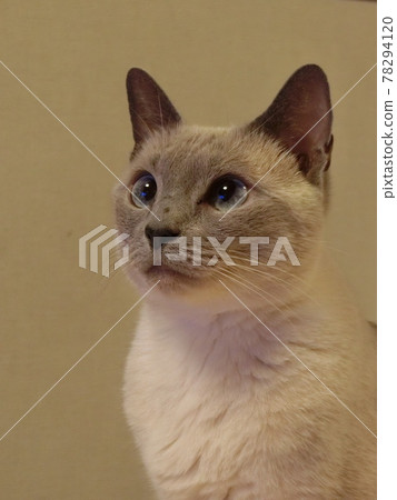 一隻貓禮貌地等待食物來 一隻貓禮貌地等待食物來 78294120