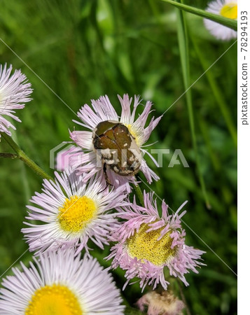 Cetoniinae 和 Cetoniinae Cetoniinae 和 Cetoniinae 78294193