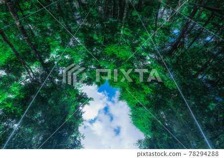 Beech trees with green leaves reflected in a stainless steel mirror 78294288