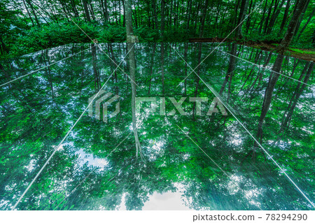 Beech trees with green leaves reflected in a stainless steel mirror 78294290
