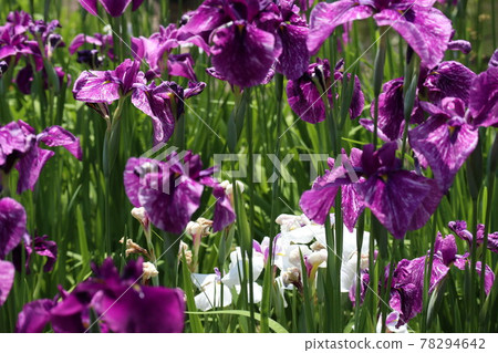 Iris flowers that color early summer Iris flowers that color early summer 78294642