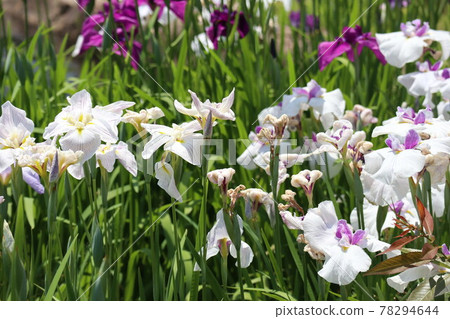 為初夏增添色彩的鳶尾花 為初夏增添色彩的鳶尾花 78294644