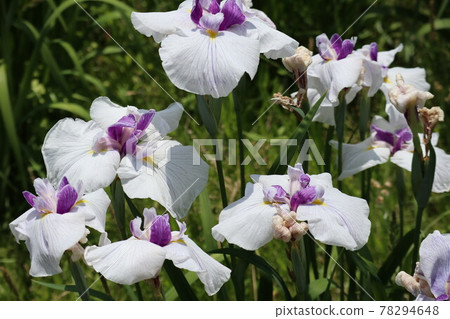 為初夏增添色彩的鳶尾花 為初夏增添色彩的鳶尾花 78294648