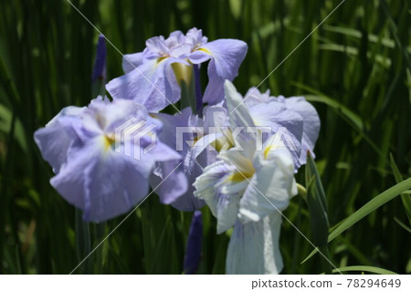 為初夏增添色彩的鳶尾花 為初夏增添色彩的鳶尾花 78294649