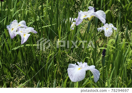 為初夏增添色彩的鳶尾花 78294697