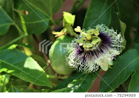 passion fruit  78294989