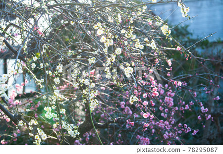 紅色和白色李子 78295087