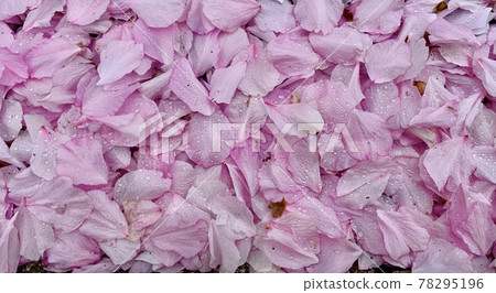 Cherry petals are piled up on the ground / The sakura petals 78295196