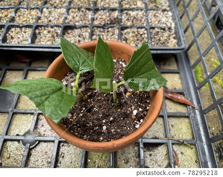 丁香切塊 丁香切塊 78295218