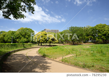 新綠、千葉縣船橋市、行田公園、娛樂廣場 78295230