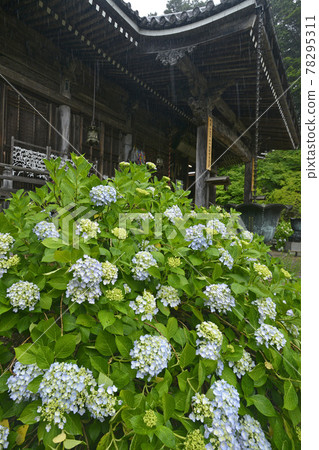 ≪京都福知山炭州觀音寺繡球花≫ 初夏梅雨季形象 ≪京都福知山炭州觀音寺繡球花≫ 初夏梅雨季形象 78295311