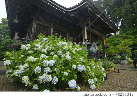 ≪Kyoto Fukuchiyama Tanshu Kannonji Hydrangea≫ Early summer rainy season image 78295312