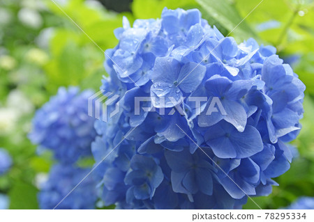 京都福知山炭州觀音寺繡球花 初夏梅雨季形象 照片素材 圖片 圖庫