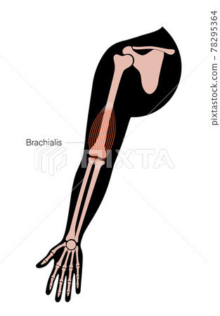 Muscular system arms 78295364