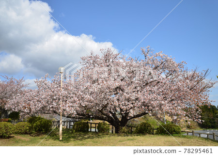 I went to see the cherry blossoms in Kamine Park # 47 I went to see the cherry blossoms in Kamine Park # 47 78295461