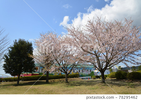 I went to see the cherry blossoms in Kamine Park # 46 I went to see the cherry blossoms in Kamine Park # 46 78295462